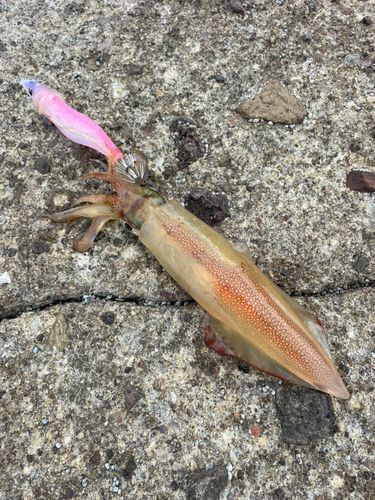ヤリイカの釣果