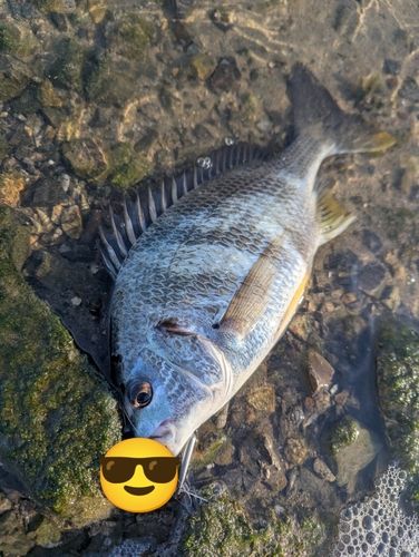 キビレの釣果