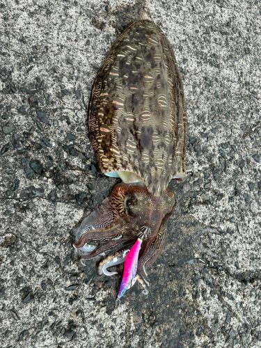モンゴウイカの釣果