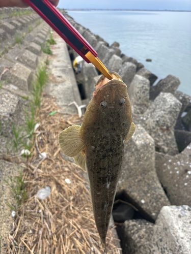 マゴチの釣果