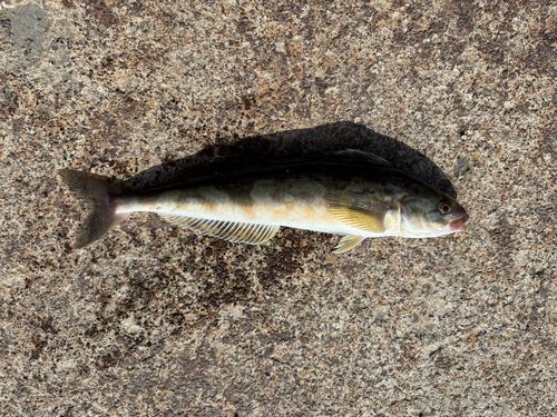 ホッケの釣果