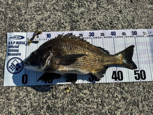 チヌの釣果