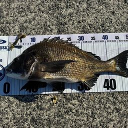 AJIX かがやんさんの2026年05月06日(水)の釣行(鳥取県 - 中海