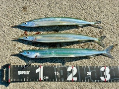 サヨリの釣果
