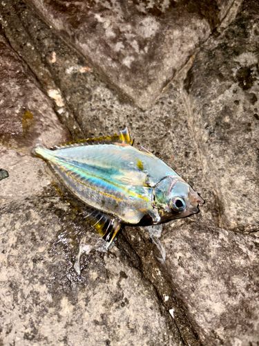 ヒイラギの釣果