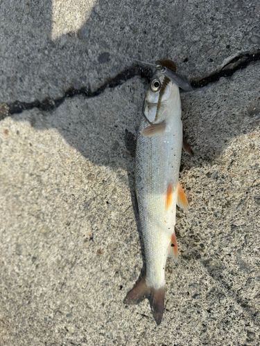 ウグイの釣果