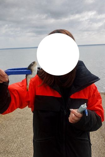 クサフグの釣果