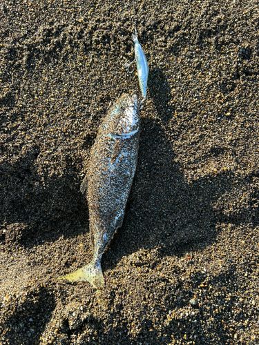 ワカシの釣果