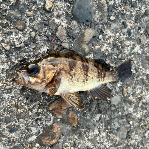 メバルの釣果