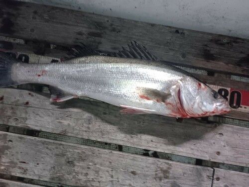 シーバスの釣果