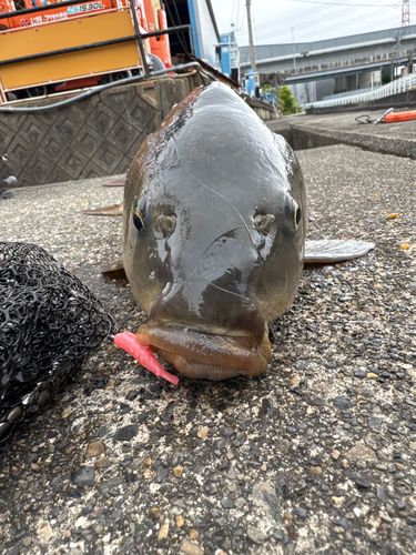 コイの釣果