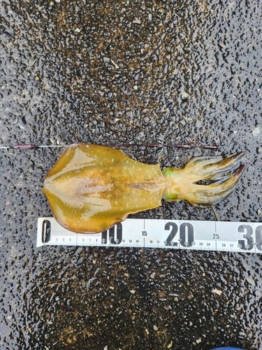 ミズイカの釣果