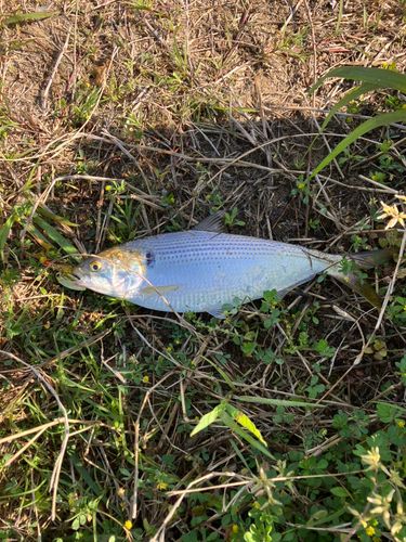 コノシロの釣果