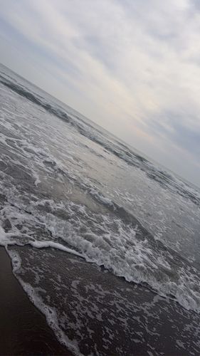 エイの釣果