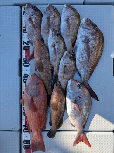 マダイの釣果