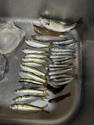 サッパの釣果