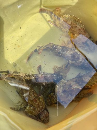 カサゴの釣果
