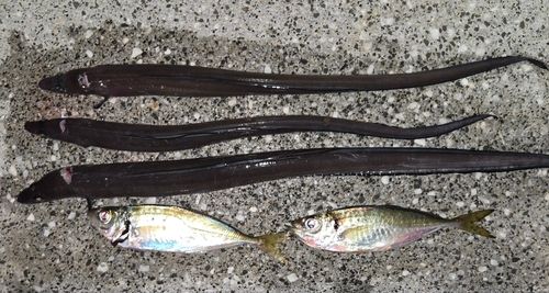 アナゴの釣果