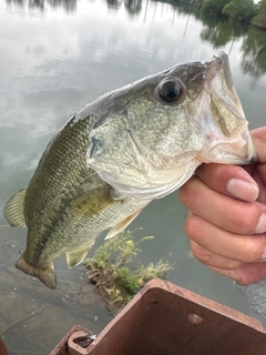 ラージマウスバスの釣果