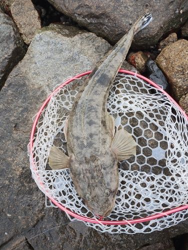 マゴチの釣果