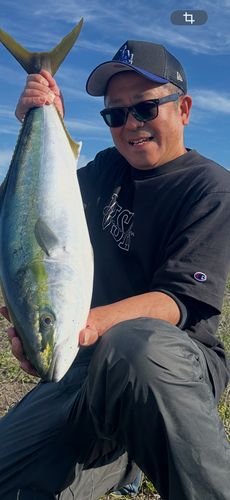 ブリの釣果