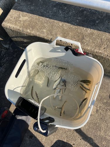 サッパの釣果