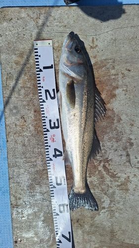 スズキの釣果