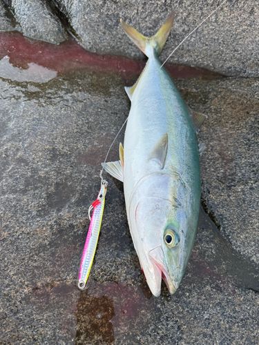ワラサの釣果