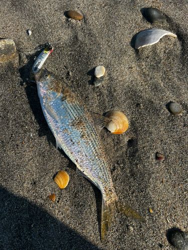 コノシロの釣果