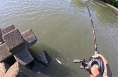 ブラックバスの釣果