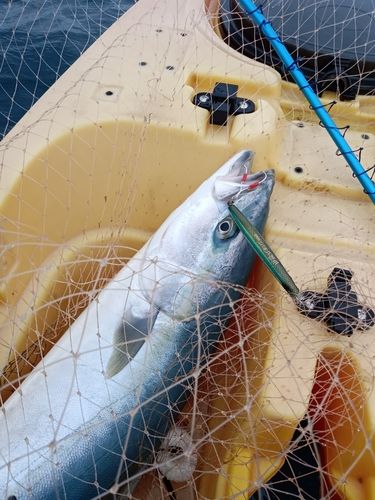 ワラサの釣果