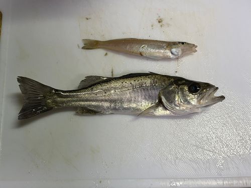 セイゴ（タイリクスズキ）の釣果