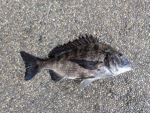 チヌの釣果