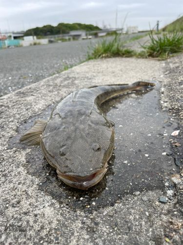 マゴチの釣果