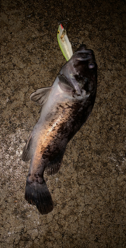 クロソイの釣果