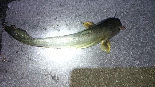 ニホンナマズの釣果