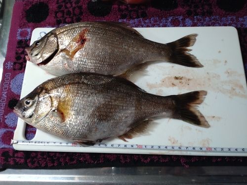 ウミタナゴの釣果