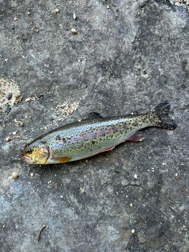 ニジマスの釣果