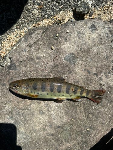 アマゴの釣果