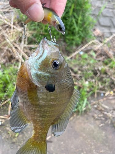 ブルーギルの釣果