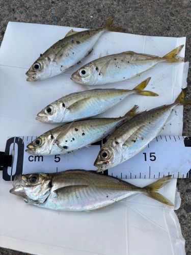 アジの釣果