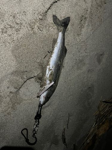 フッコ（ヒラスズキ）の釣果