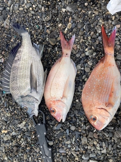 マダイの釣果