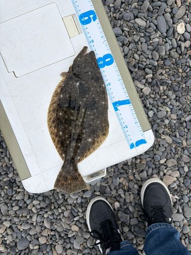 ヒラメの釣果