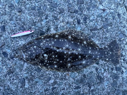 ヒラメの釣果