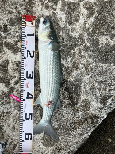 ボラの釣果