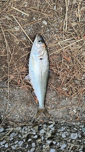 コノシロの釣果