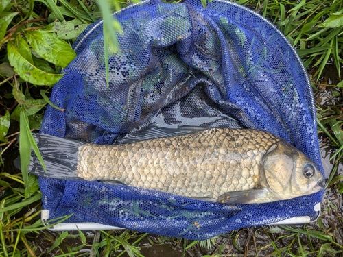 フナの釣果