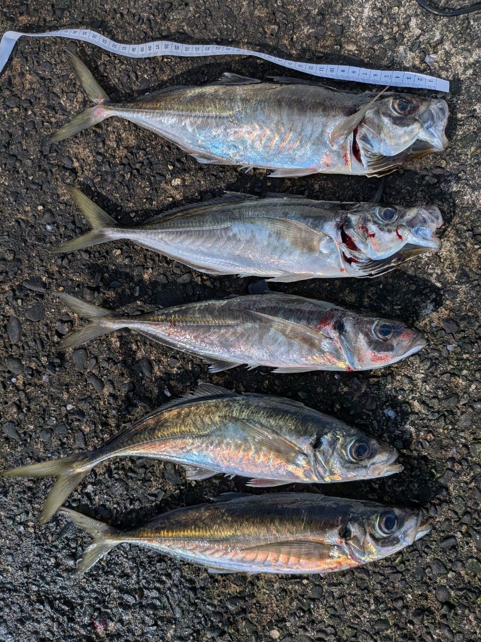 SHIMANO 22ソアレ SS アジング S70UL-Sの最安値・インプレ・釣果