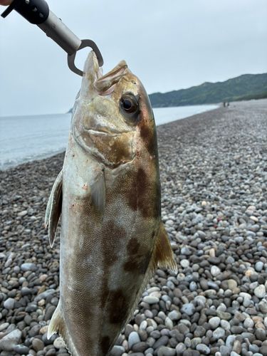 アイブリの釣果